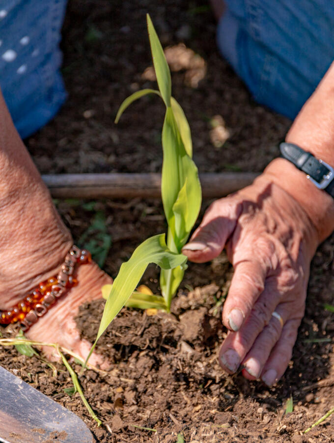 Close up of hands planting sweetcorn into the soil