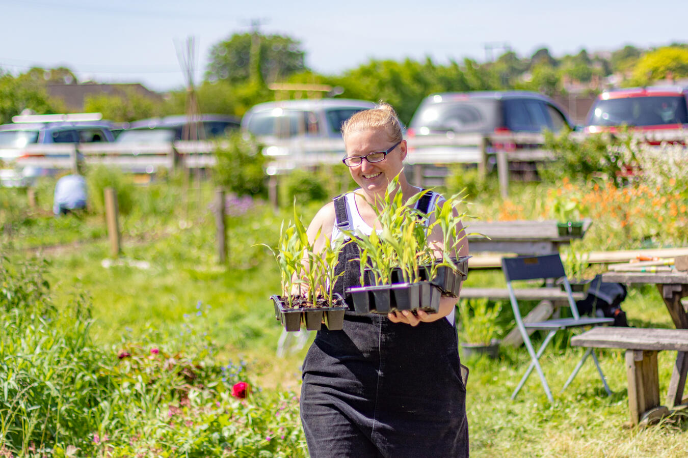 Happy gardener carrying young sweetcorn plants around the plot on a sunny summer day