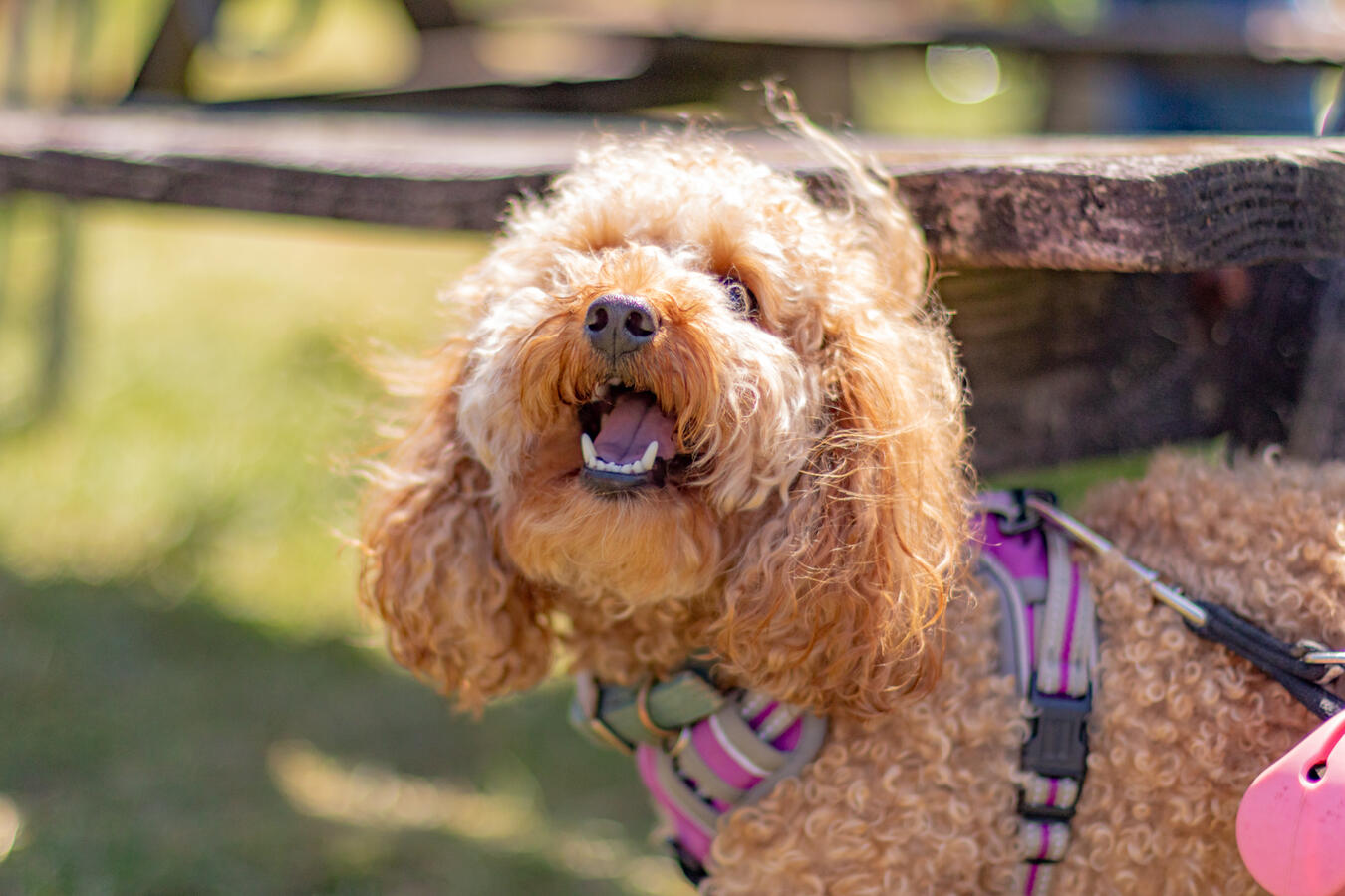 Members dogs allowed