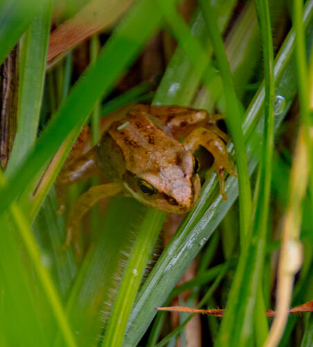 Close up to a young frog hiding in a green grass