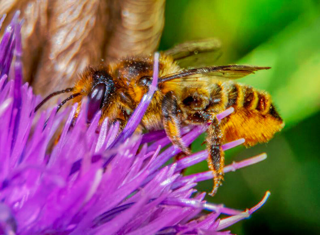Close up of a solitary bee feeding on a purple thistle flower, the leafcutter bees and many other species live around our garden.