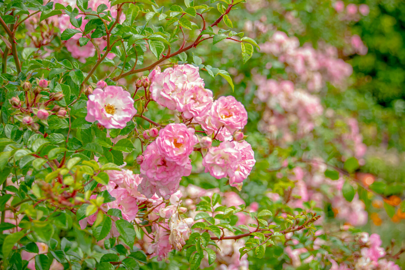 Our roses in the summer